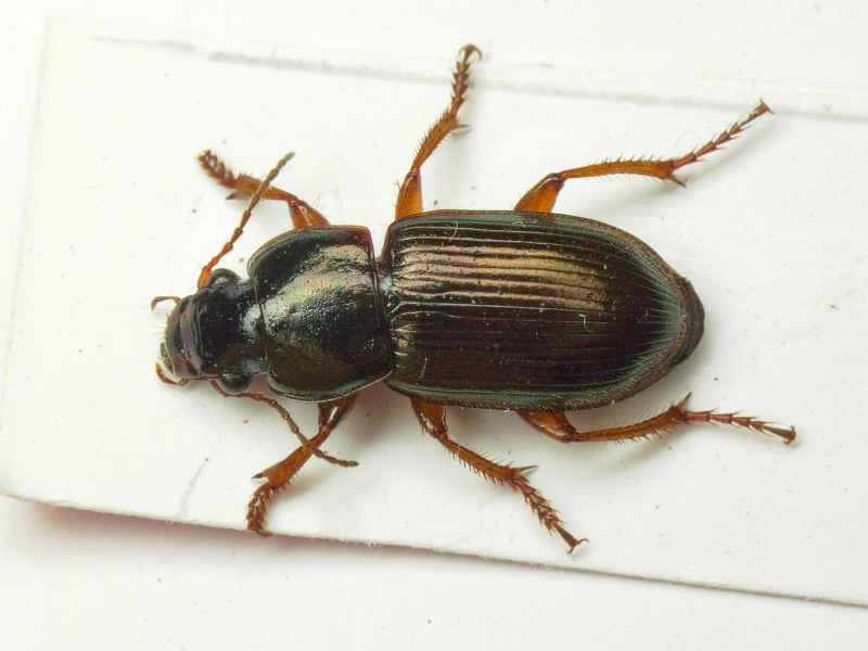 Harpalus affinis (Schrank, 1781)